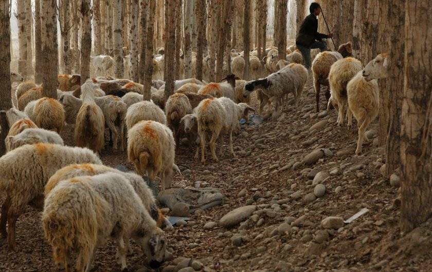 Разведение овец романовской породы