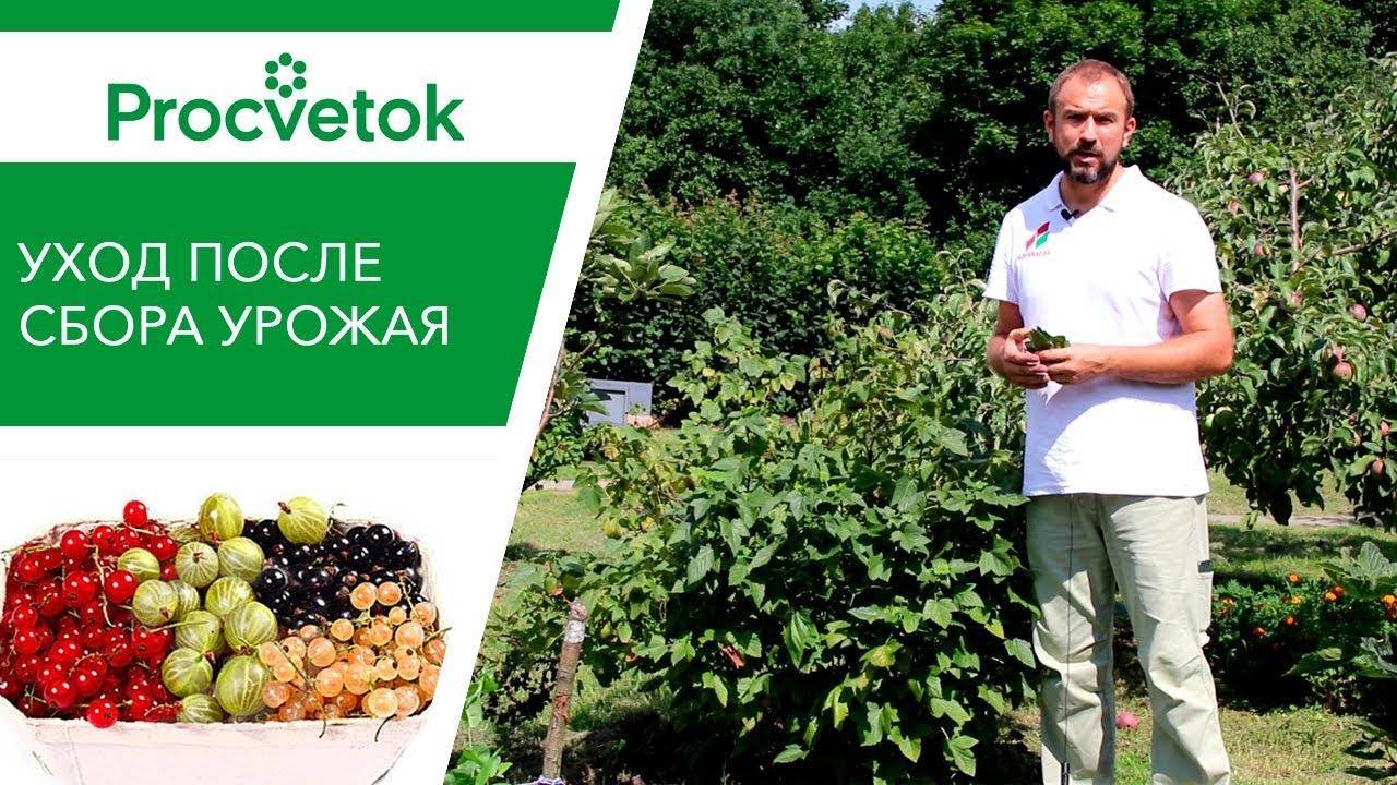 Чем обработать смородину после сбора урожая от болезней и вредителей