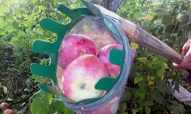 Плодосъемники: виды, лучшие производители и секреты выбора