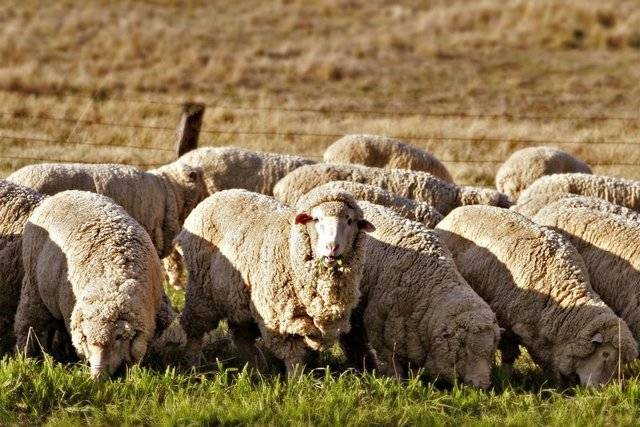 Загон для овец: строительство своими руками, 2 варианта