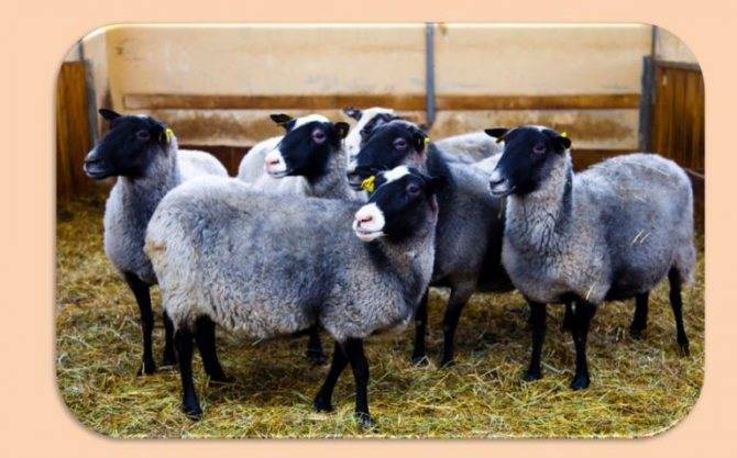 Породы овец: какие бывают и как выбрать?