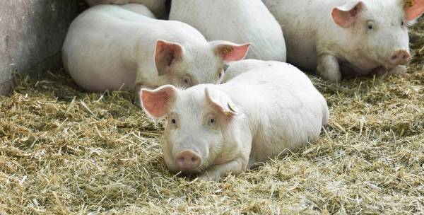 Свиньи породы пьетрен: характеристика и особенности выращивания