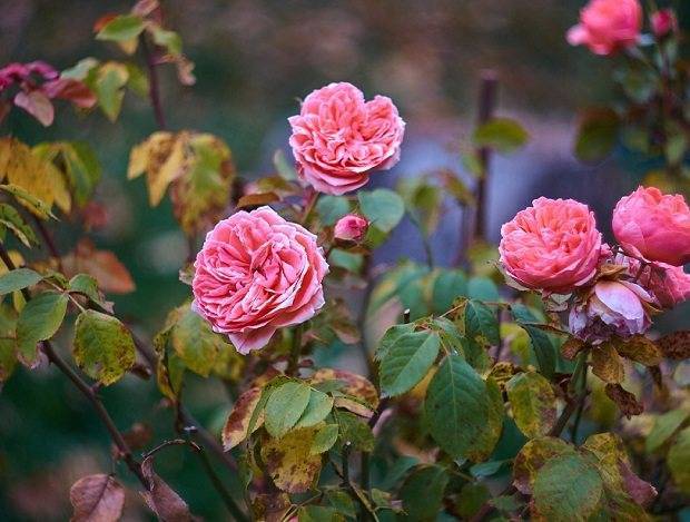 Как правильно ухаживать за розами осенью и подготовить их к зиме