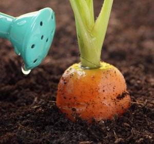 Как поливать морковь в открытом грунте