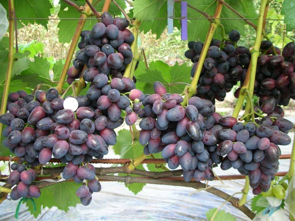 Гибридная форма винограда фурор — особенности сорта и выращивания