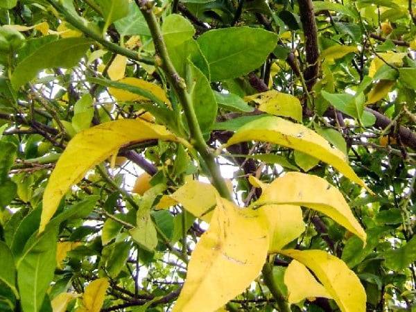 Что делать, если появились ржавые пятна на листьях яблони и как их лечить? советы агрономов