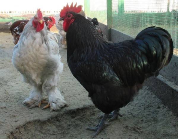 Австралорп — продуктивная порода домашних кур