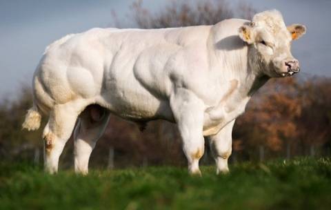 Бельгийские голубые коровы - мускулистая порода