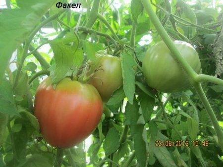 Характеристика сорта томата Факел, его урожайность