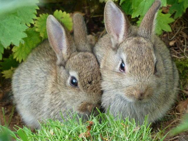 Продолжительность жизни обычных и декоративных кроликов