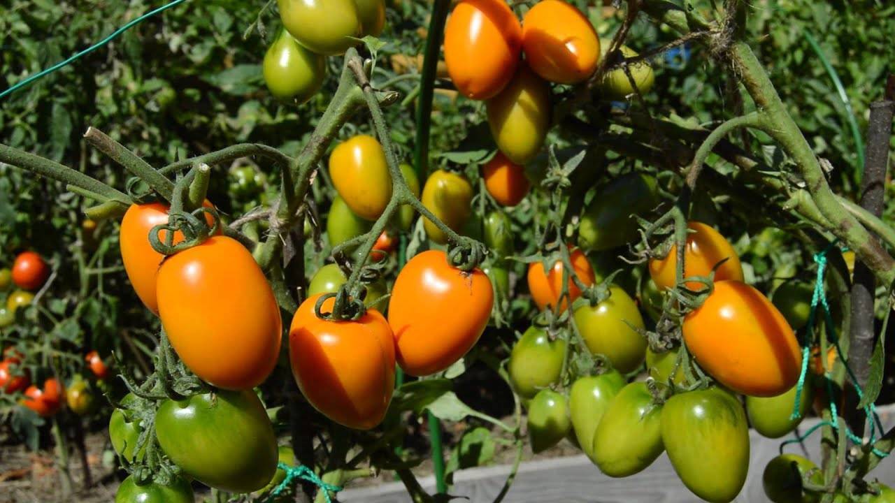 Подробный обзор томата подснежник и правила его выращивания