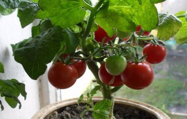 Правила посадки и выращивания сорта томатов пиноккио