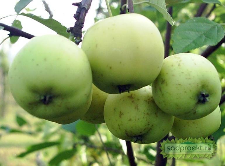 Яблоня июльское черненко: описание и характеристики сорта, выращивание и уход