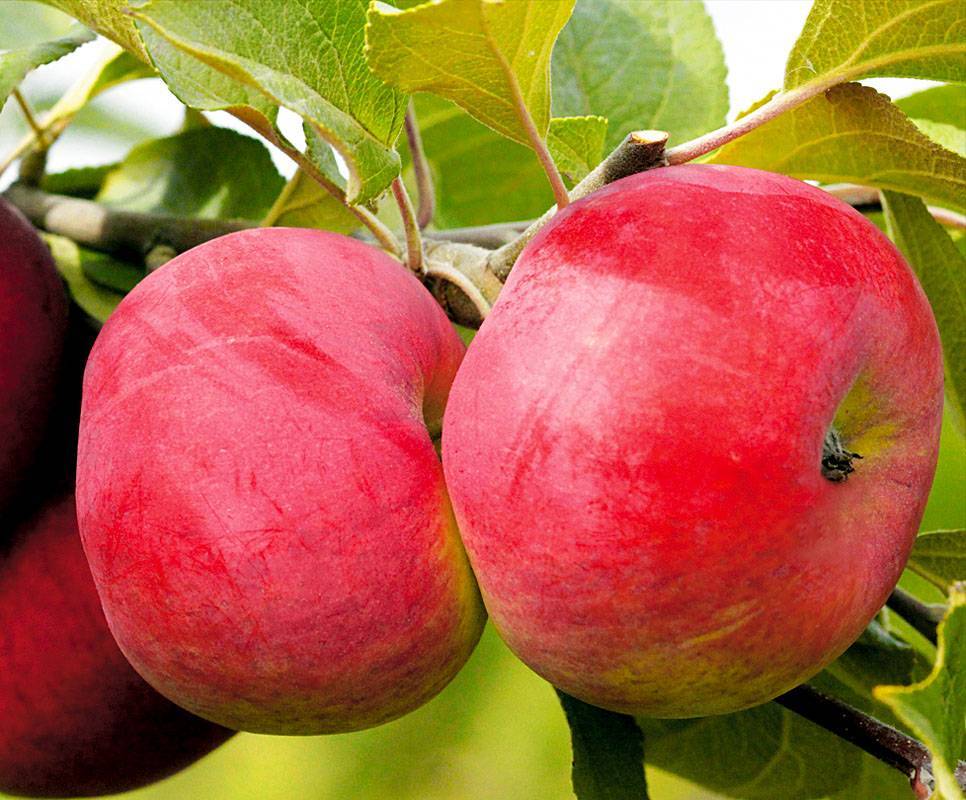Яблоня "серебряное копытце": описание сорта и агротехника выращивания