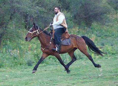 Какая лошадь называется иноходцем и как ее тренируют