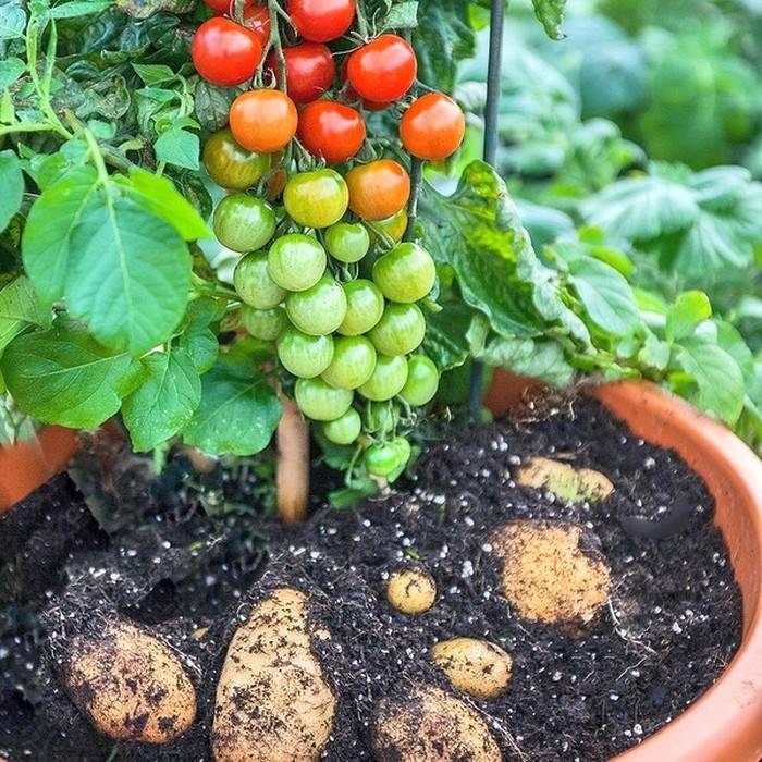 Что можно сажать рядом с помидорами в теплице и открытом грунте