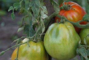 Сорт томата кибиц: описание, фото, видео