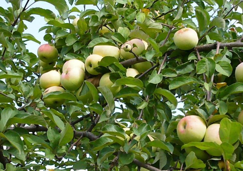 Яблоня грушовка московская: описание и характеристики сорта, выращивание и уход