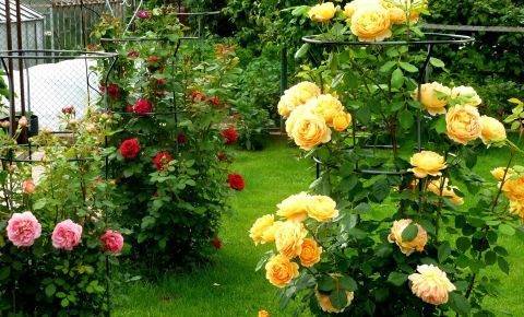 Роза — королева цветов: посадка и уход в открытом грунте