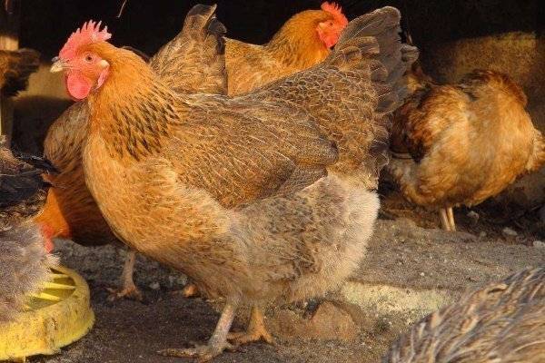 Способы увеличения яйценоскости кур: секреты фермеров