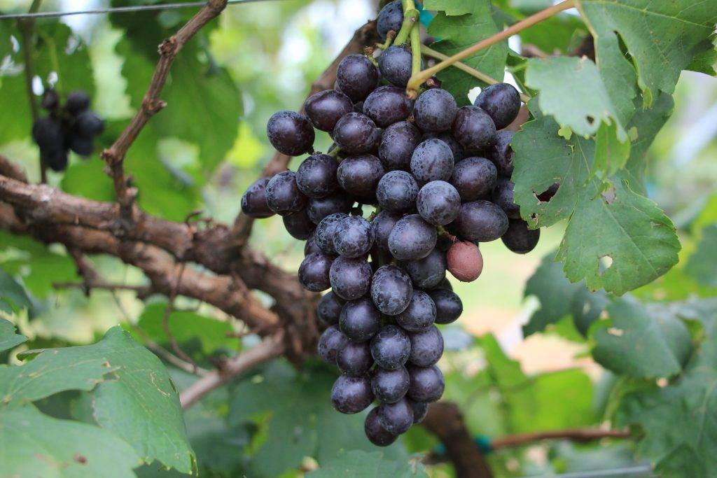 Описание и технология выращивания винограда сорта Рута