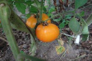 Помидорная колбаска: томат сорта жиголо