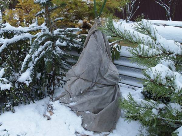 Рододендрон – укрытие на зиму и частые ошибки хозяек