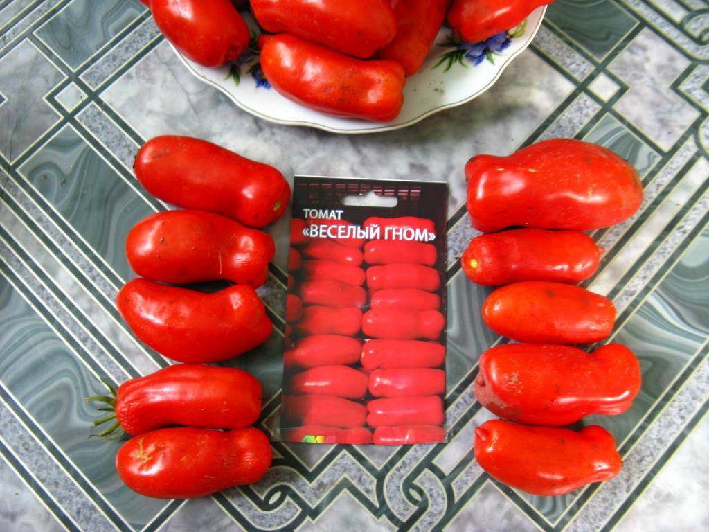 Карликовый томат сорта гном  — любимец многих дачников
