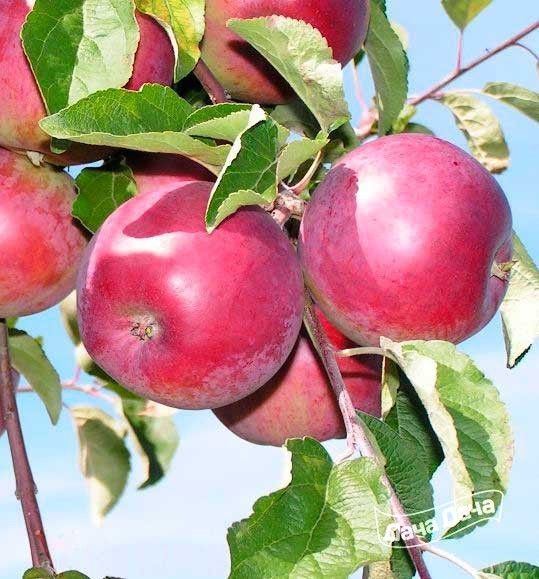 Описание и характеристики сорта яблони дарунок, как собирать и хранить урожай