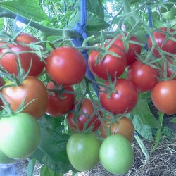 Характеристика и описание сорта томата яблонька россии, его урожайность