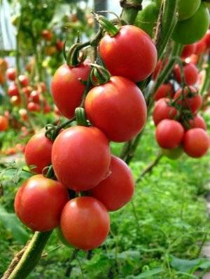 «де барао чёрный» — экзотический томат на ваших грядках