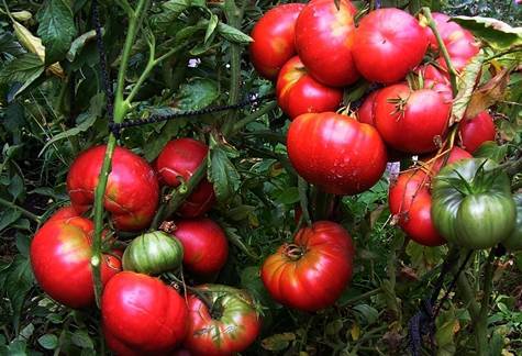 Характеристика и описание сорта томата Мамонт, его урожайность