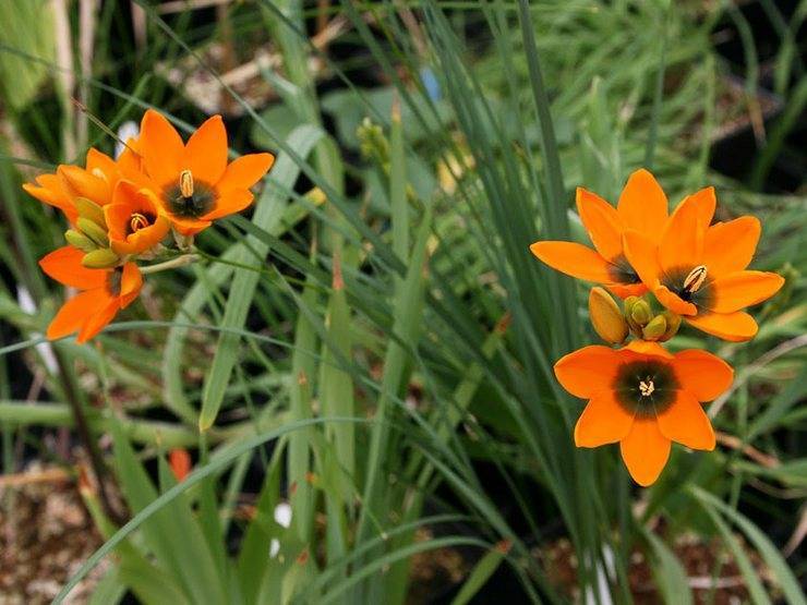 Цветок годеция: уход, особенности посадки в открытом грунте