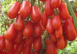 Сорт томата «анастасия»: описание, характеристика, посев на рассаду, подкормка, урожайность, фото, видео и самые распространенные болезни томатов