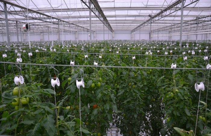 Плюсы и минусы выращивания томатов на гидропонике