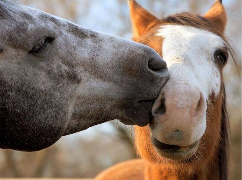 Беременность лошади: сроки, определение, рекомендации, ветеринарная служба владимирской области