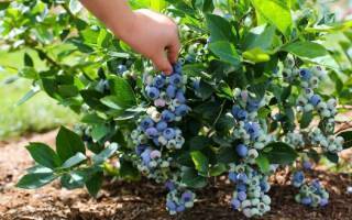 Голубика садовая для выращивания на приусадебном участке