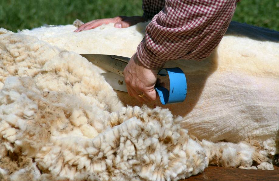 Овцеводство как бизнес. бизнес-план овцеводства для россии