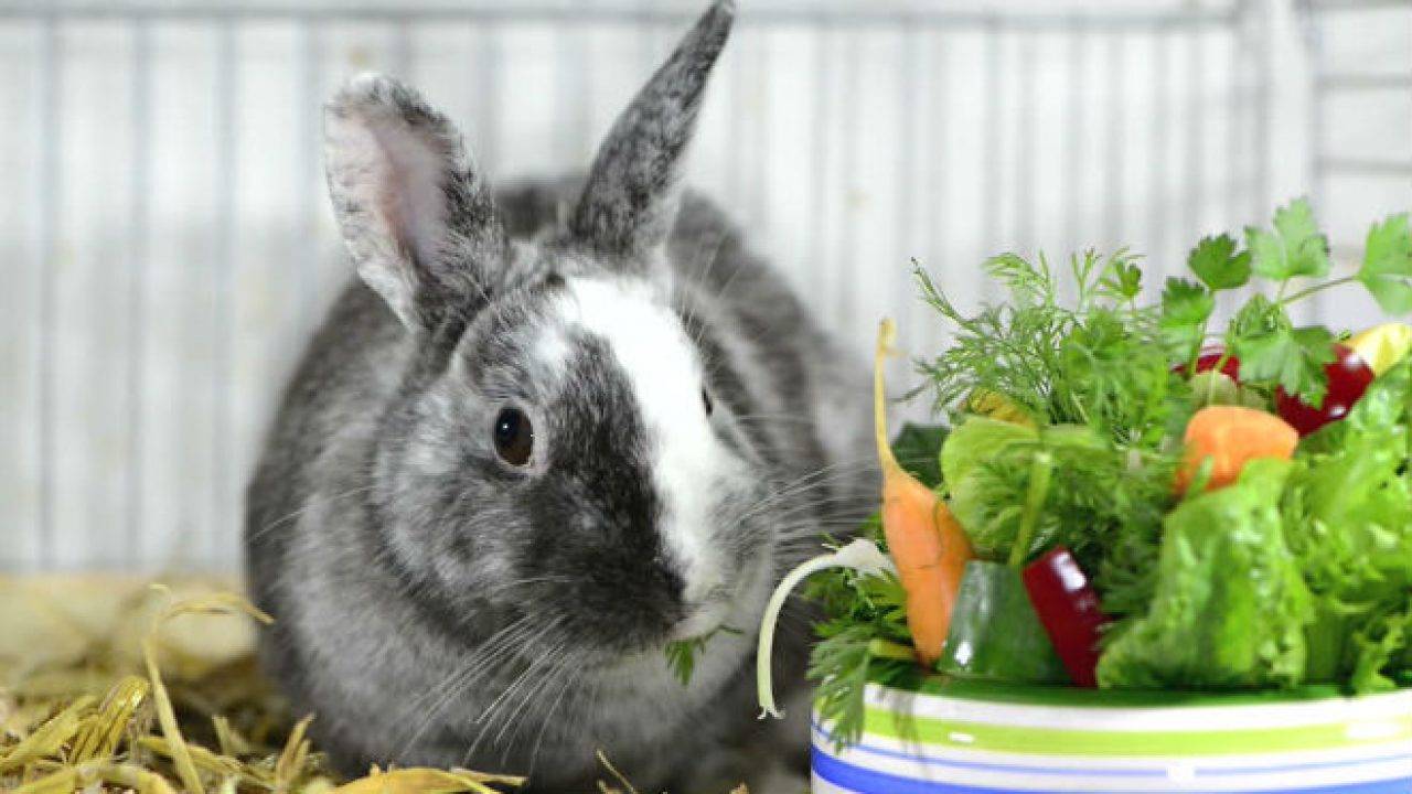 Роды у крольчихи и уход за новорожденными крольчатами