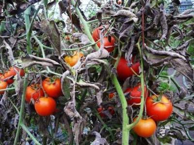 Как бороться с вершинной гнилью на помидорах