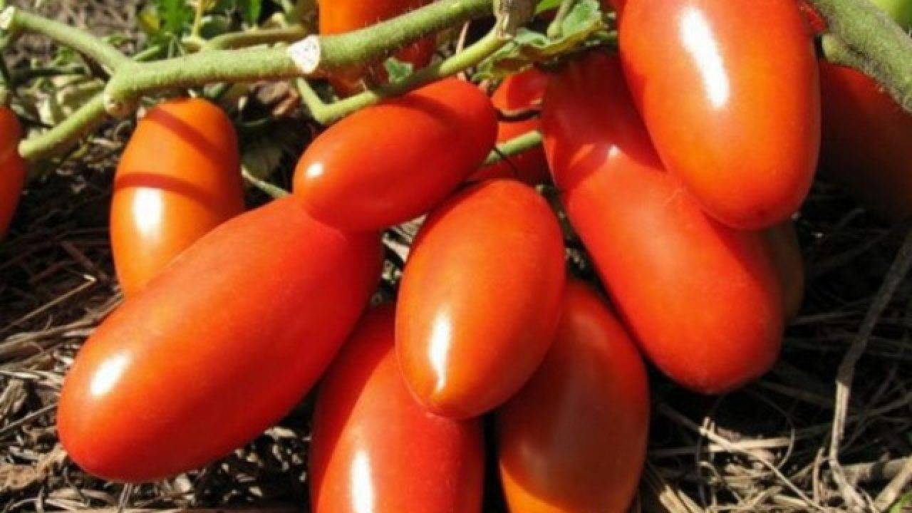 Сорт томата «черномор»: описание, характеристика, посев на рассаду, подкормка, урожайность, фото, видео и самые распространенные болезни томатов