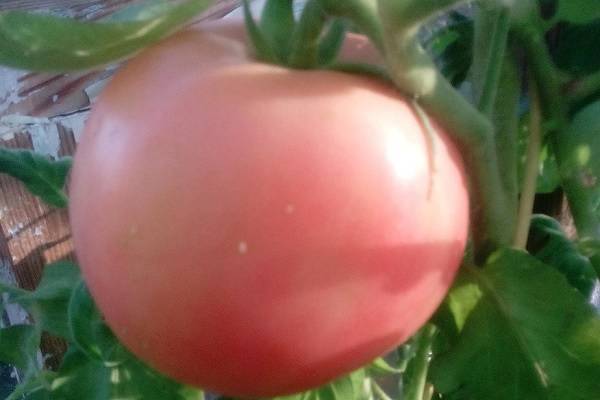 Помидорный сорт чудо алтая: характеристики томата, достоинства и недостатки, описание агротехники, отзывы