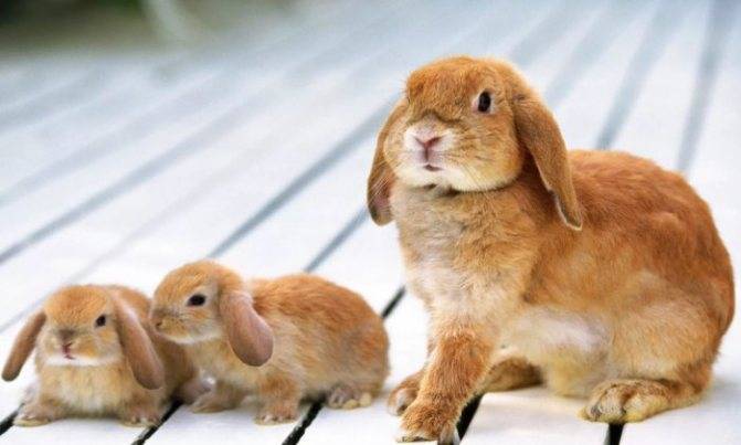 Проблемы крольчихи после окрола: поедание и разбрасывание крольчат