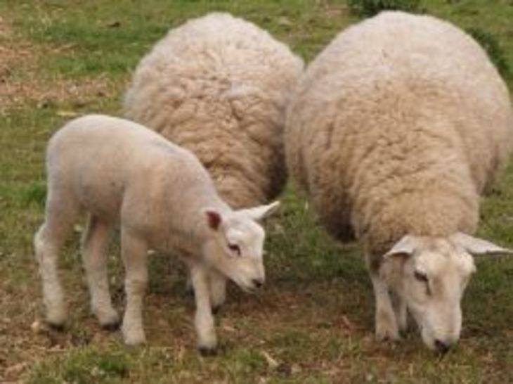 Описание и характеристики овец цигайской породы, правила их содержания