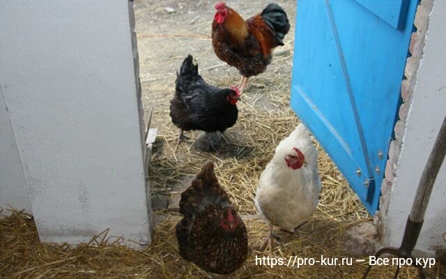 Почему дохнут цыплята и чем их следует лечить?
