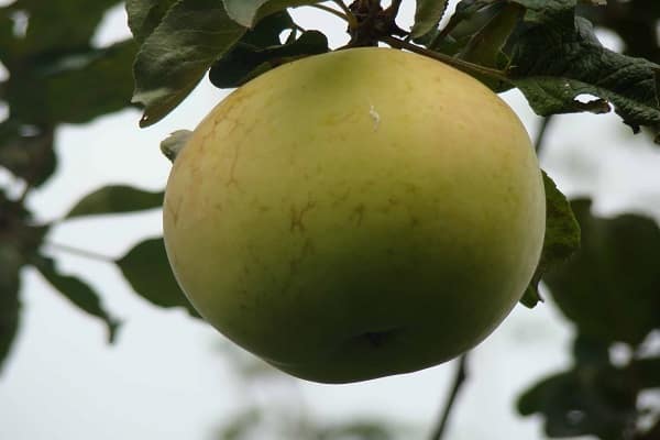 Яблоня народное: особенности сорта и ухода