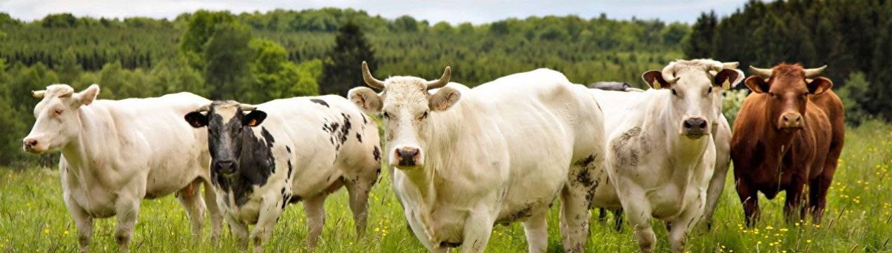 Бруцеллёз у коровы (крс) — симптомы, диагностика, лечение, профилактика, вакцина