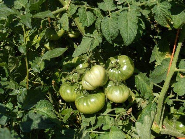 Томат рио гранде: фото и описание сорта, его урожайность