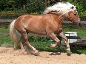 Каурые лошади: особенности масти и содержания