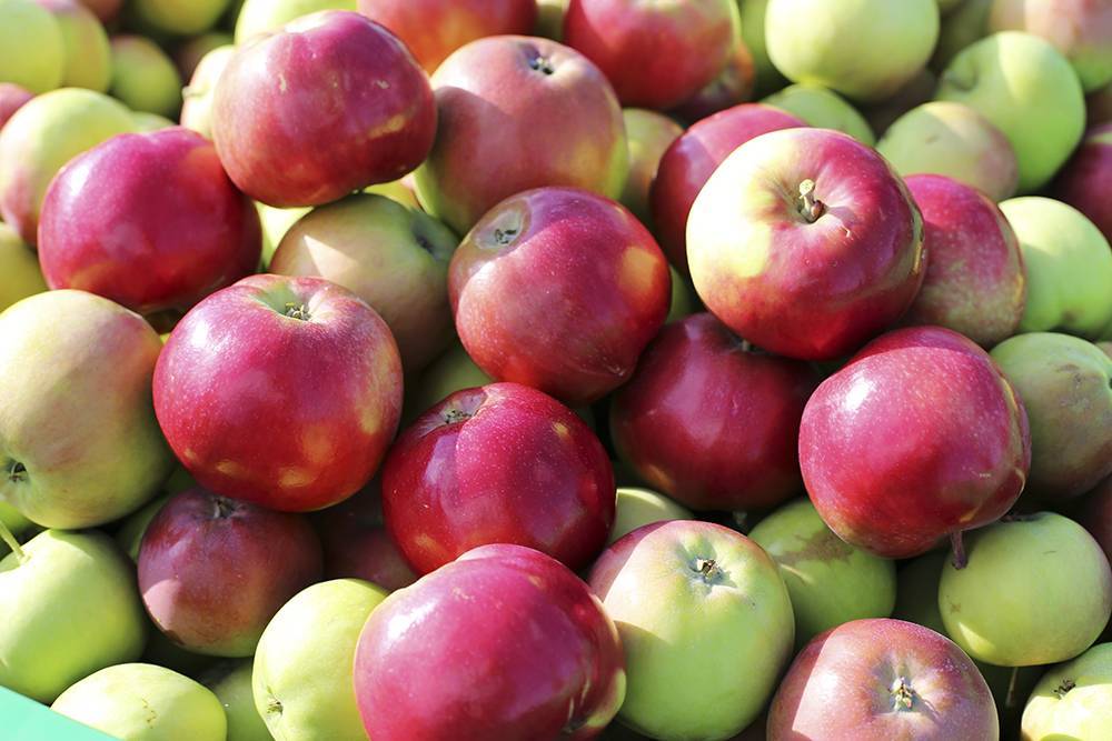 Описание сорта яблонь Женева, когда высаживать и особенности выращивания